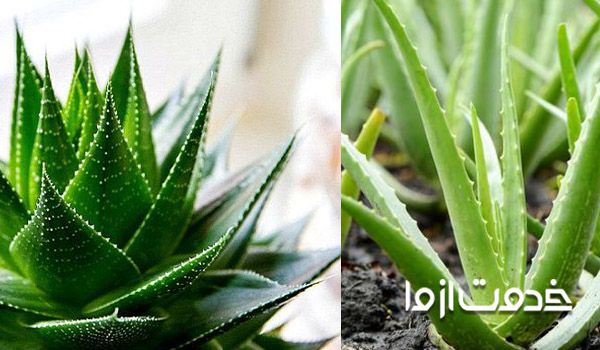 کاشت آلوئه ورا در باغچه و گلدان 